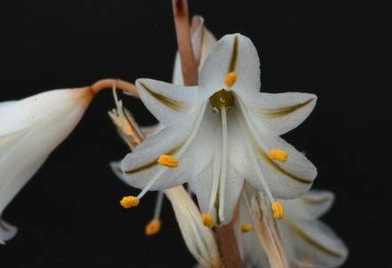 AloeAlbiflora