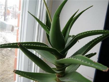 AloeArborescens