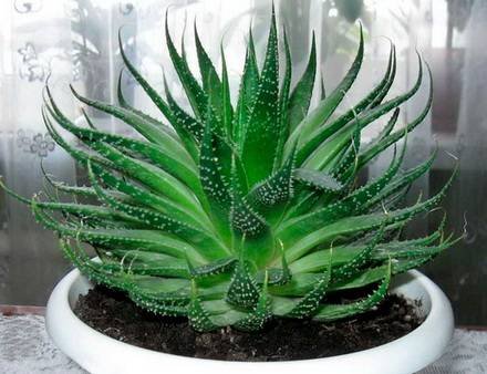 AloeAristata1