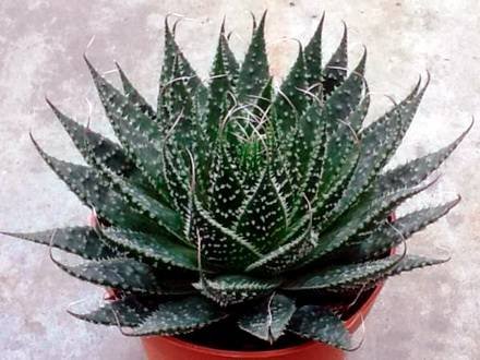 AloeAristata2