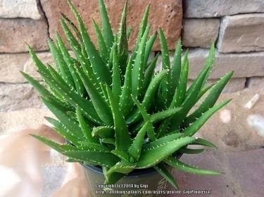 AloeCrosby'sProlific