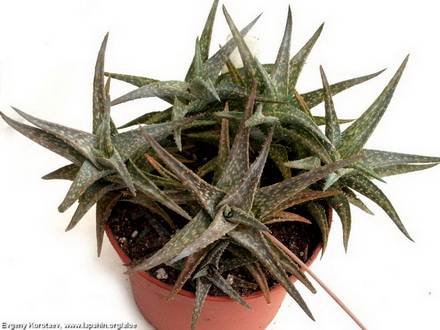 AloeDescoingsii