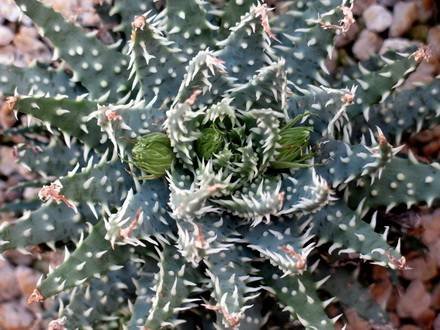 AloeHumilis