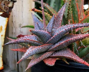 AloeLittleSpikey