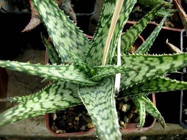 AloeLizardLips