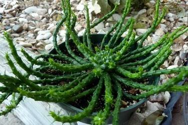 AloeMedusa