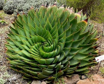 AloePolyphylla1