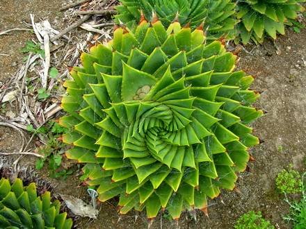AloePolyphylla2