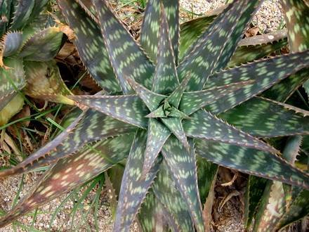 AloeSaponaria1