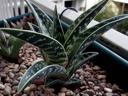 AloeVariegata