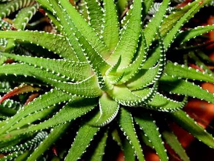 AloeVera