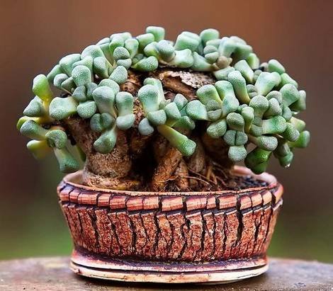 Aloinopsis1