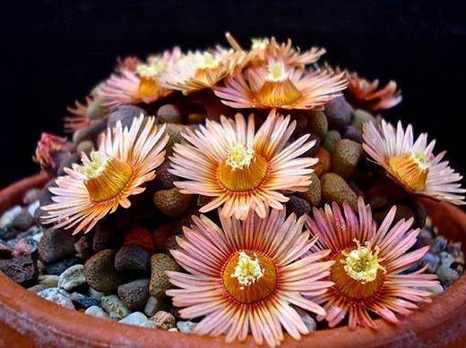 Aloinopsis2
