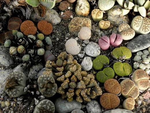 Aloinopsis3