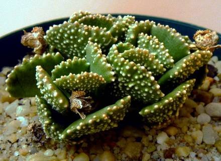 AloinopsisMalherbei