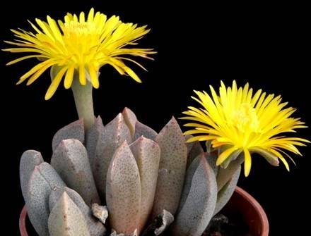AloinopsisOrpenii