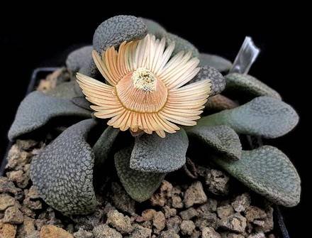 AloinopsisRosulata