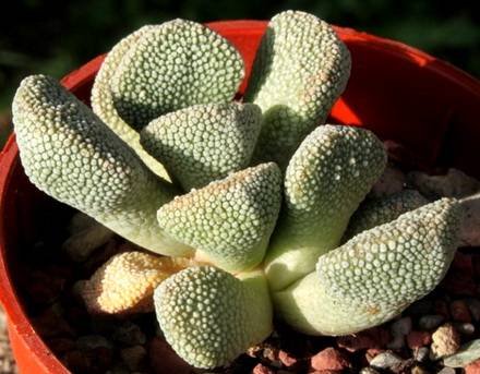 AloinopsisVilletii