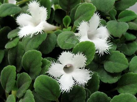 AlsobiaDianthiflora2