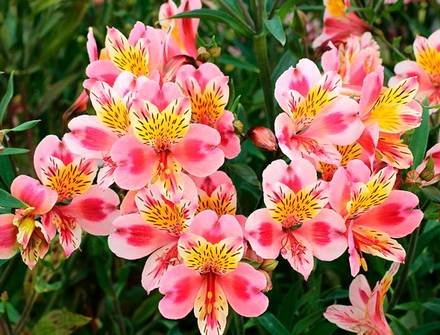 Alstroemeria1