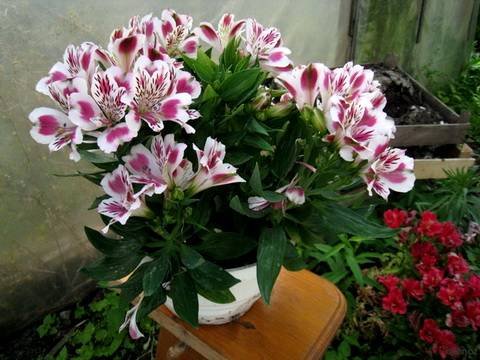 Alstroemeria10