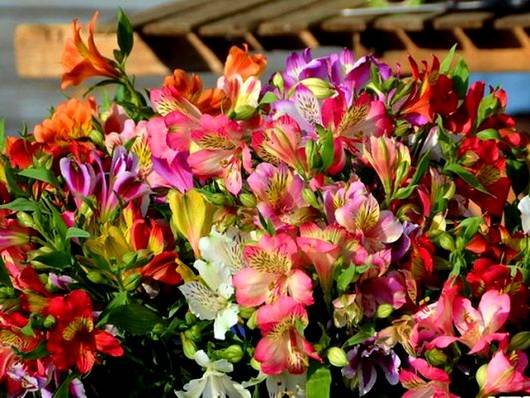 Alstroemeria11