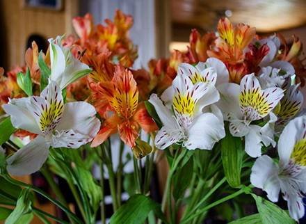 Alstroemeria2