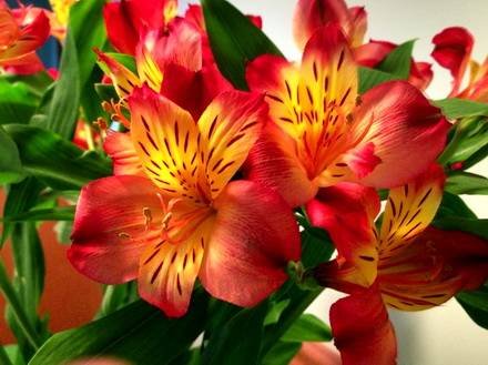 Alstroemeria4