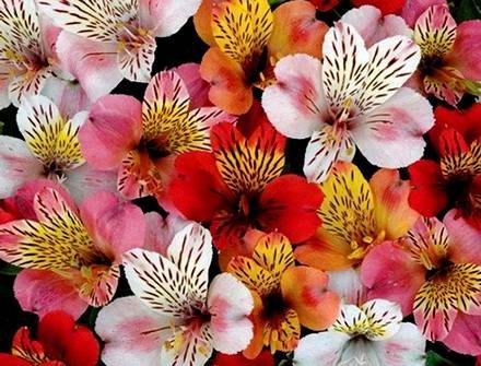 Alstroemeria5