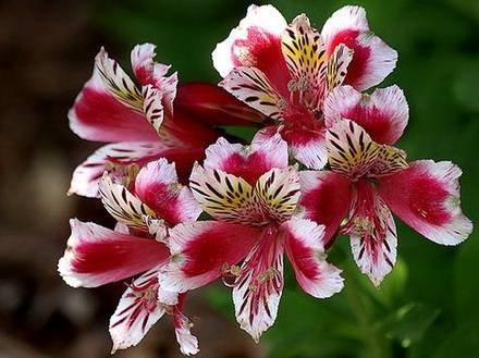 Alstroemeria6