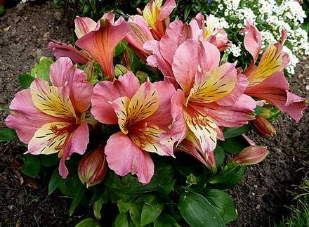 Alstroemeria7