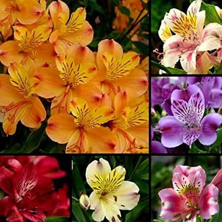 Alstroemeria9