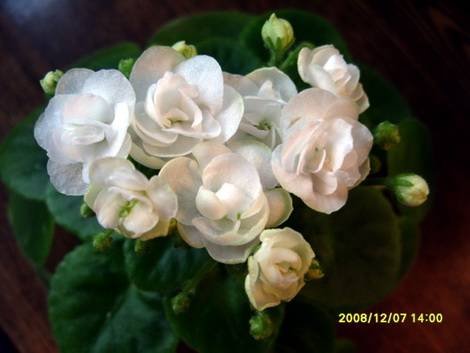 Aly’sBlizzardBunny1