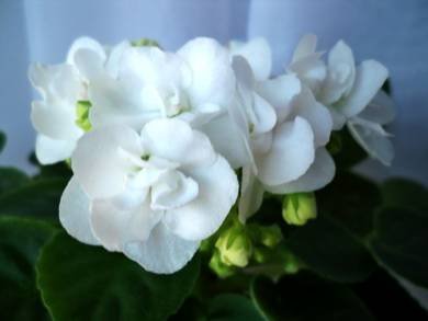 Aly’sBlizzardBunny2