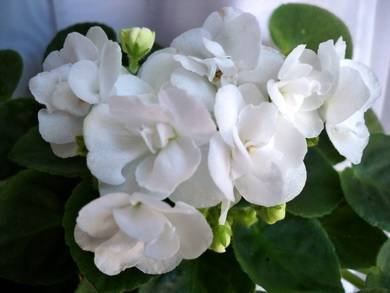 Aly’sBlizzardBunny3