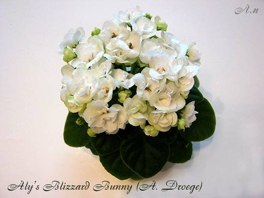 Aly’sBlizzardBunny5