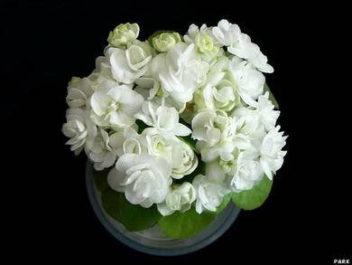 Aly’sBlizzardBunny7