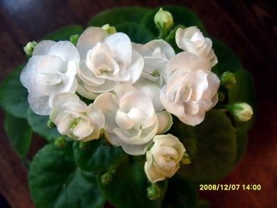 Aly’sBlizzardBunny8