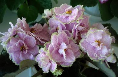 Aly'sCrinolines5
