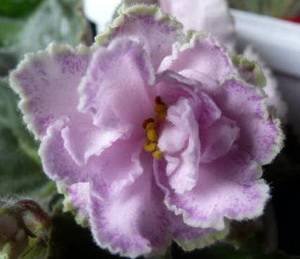 Aly'sCrinolines9