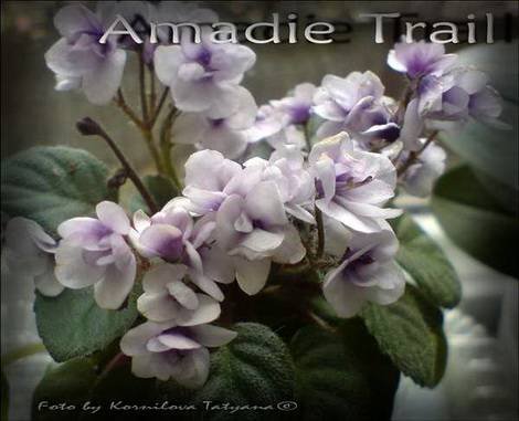 AmadieTrail1