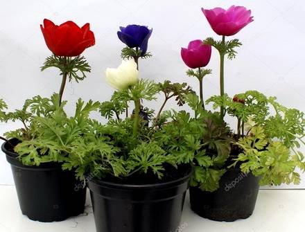 Anemone1