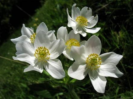 Anemone10