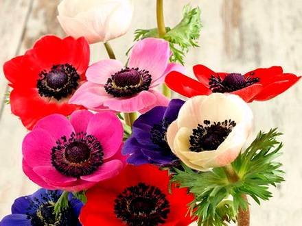 Anemone11
