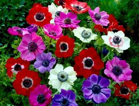 Anemone12