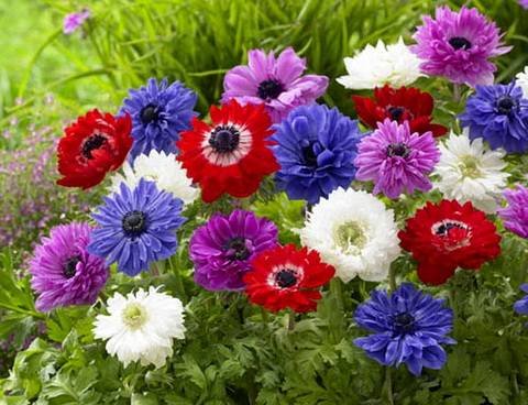 Anemone13
