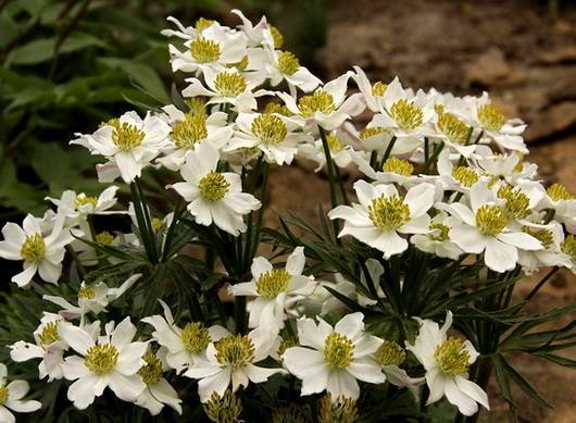 Anemone14