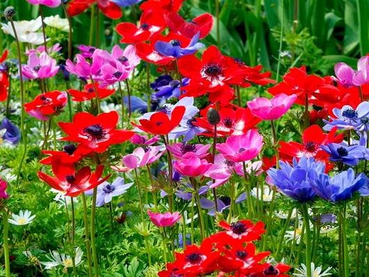 Anemone15