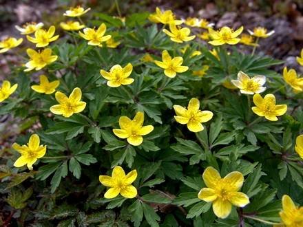 Anemone16