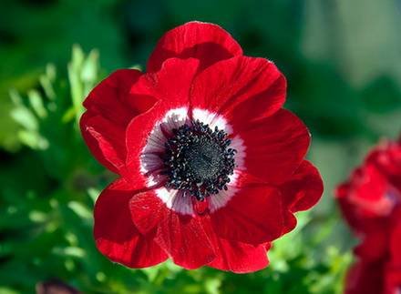 Anemone2
